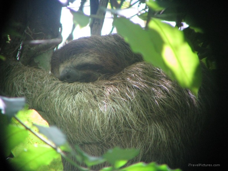 Sirena sleeping sloth